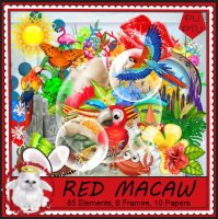 (image for) Red Macaw