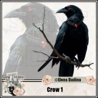Crow 1 (image for) Crow 1
