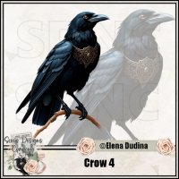 Crow 4 (image for) Crow 4