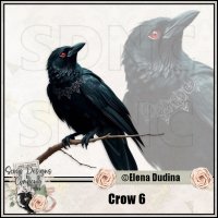 Crow 6 (image for) Crow 6