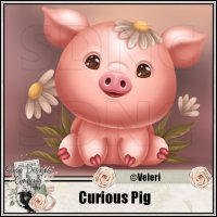 (image for) Curious Pig