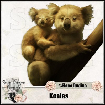 (image for) Koalas